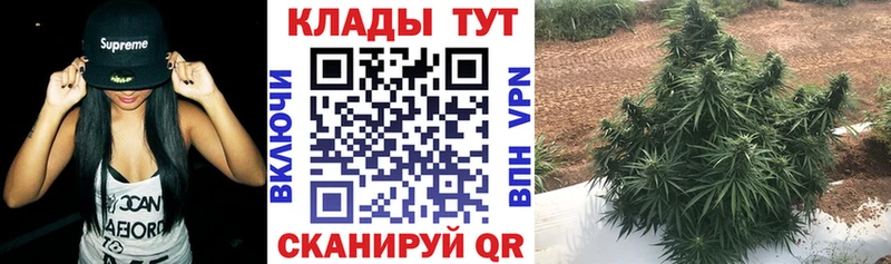 Все наркотики Александровское Канабис МЕТАМФЕТАМИН Амфетамин omg tor Кетамин Галлюциногенные грибы А ПВП ГАШ
